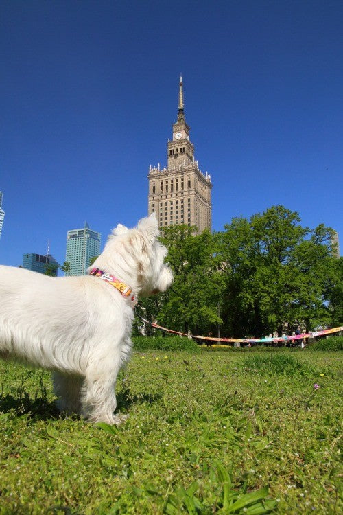 Explorer Koppel – hundkoppel med resemönster från Vareli.se