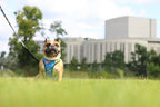 Comfort Lux – tryckfri hundsele från Vareli.se