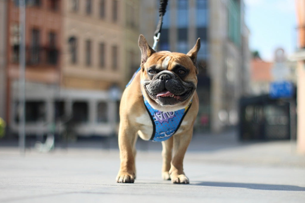 Comfort Lux – tryckfri hundsele från Vareli.se